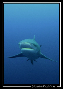 Zambezi shark approaching ... by Raoul Caprez 